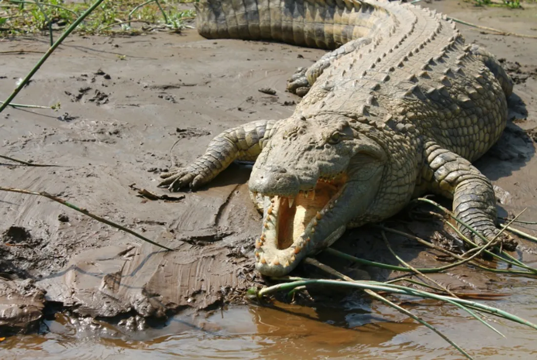 Pris pour un faux, un Crocodile attaque un touriste un peu trop curieux